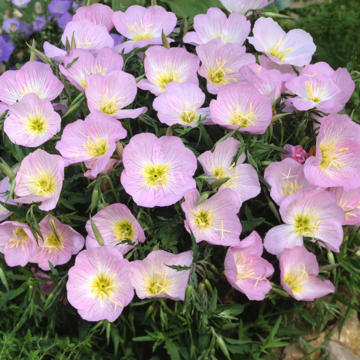 Showy Evening Primrose Seeds Pink Ladies Oenothera speciosa Mexican Primrose