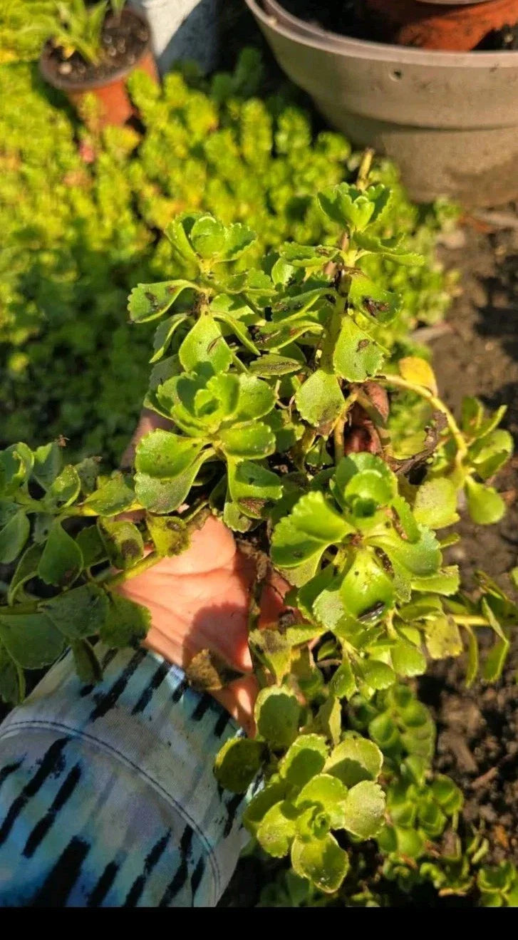 Stonecrop Sedum Plants - Dragons Blood Variety - Ground Cover Succulent