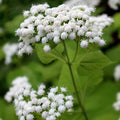 White Snakeroot Seeds - Eupatorium rugosum Native Perennial Wildflower for Pollinator Gardens, Shade, 100 Seeds