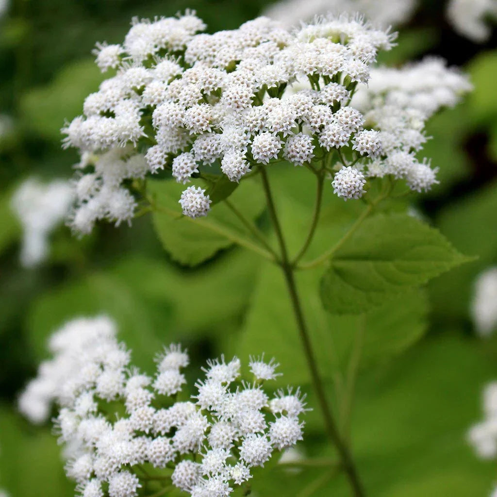 White Snakeroot Seeds - Eupatorium rugosum Native Perennial Wildflower for Pollinator Gardens, Shade, 100 Seeds