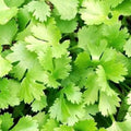 Cilantro Seeds Non-GMO Heirloom Coriandrum sativum Fresh Garden Herb Seeds for Cooking & Gardening