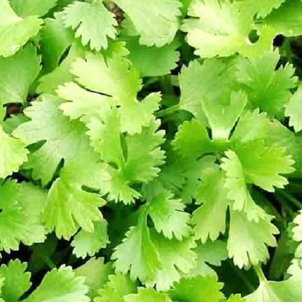 Cilantro Seeds Non-GMO Heirloom Coriandrum sativum Fresh Garden Herb Seeds for Cooking & Gardening