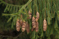 Norway Spruce Tree Seeds - 50 Count - Evergreen Conifer - Picea Abies for Landscaping & Wildlife