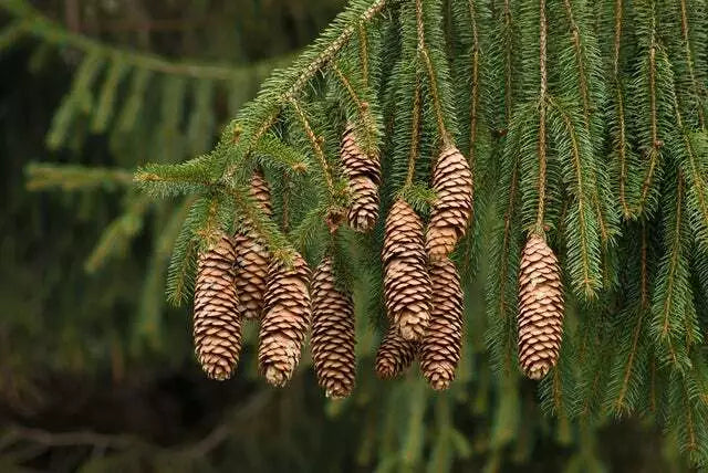 Norway Spruce Tree Seeds - 50 Count - Evergreen Conifer - Picea Abies for Landscaping & Wildlife