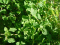 Thyme Herb Seeds - 1000 Count, Common Thymus vulgaris, Culinary Herb for Gardens & Containers