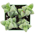 Peperomia Columella Cactus Plant | Live Succulent for Indoor Gardening | Easy Care Houseplant | Compact Fleshy Leaf Plant