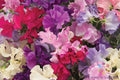 Mammoth Mix Sweet Pea Seeds – 50+ Lathyrus odoratus Climbing Flower for Garden, Fences & Trellises