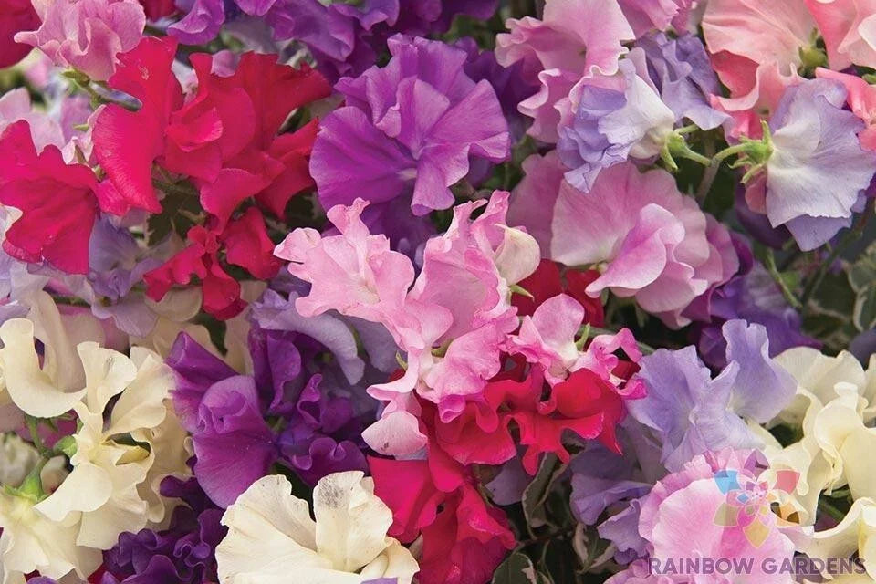 Mammoth Mix Sweet Pea Seeds – 50+ Lathyrus odoratus Climbing Flower for Garden, Fences & Trellises
