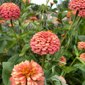 Oklahoma Salmon Zinnia Seeds - 100+ Pack, Zinnia elegans, Vibrant Salmon Pink Flowers, Garden, Bed, Border, Container Planting