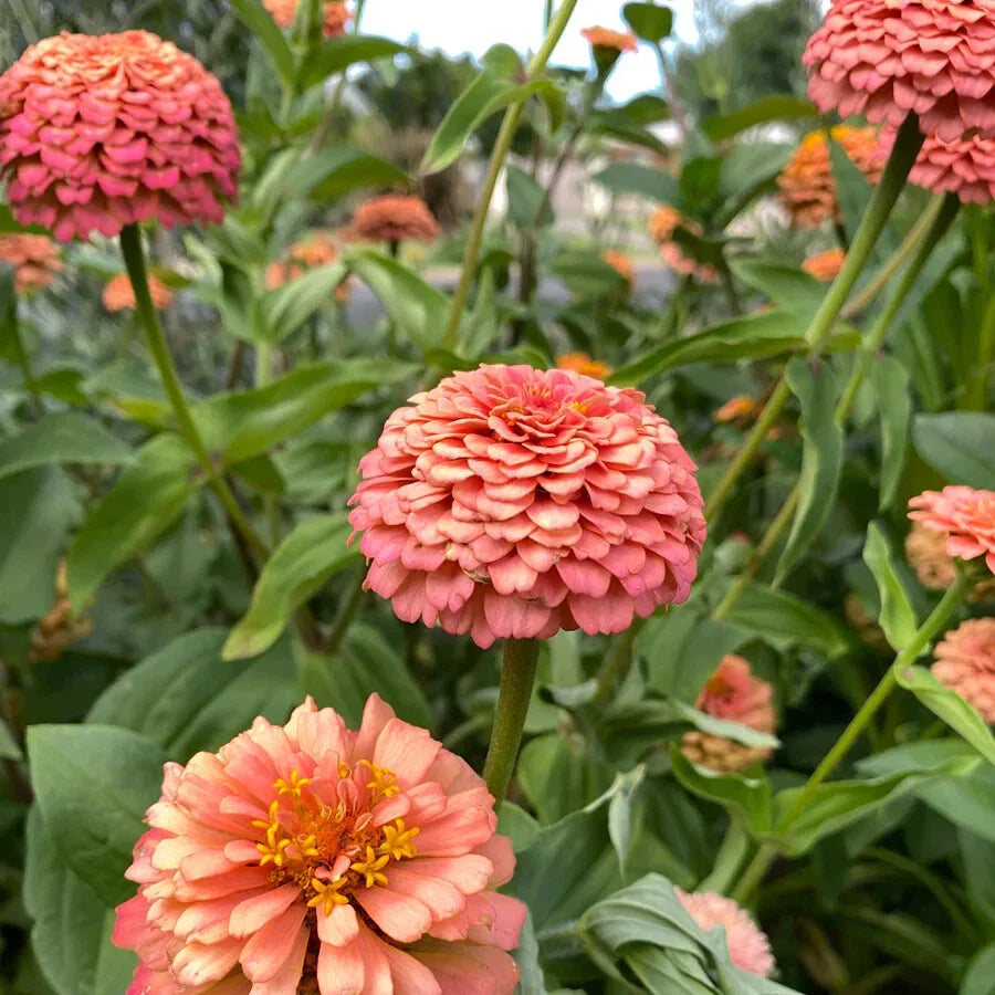 Oklahoma Salmon Zinnia Seeds - 100+ Pack, Zinnia elegans, Vibrant Salmon Pink Flowers, Garden, Bed, Border, Container Planting