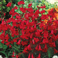 Penstemon Seeds 200 Non-GMO Red Hummingbird Perennial Beardtongue Penstemon eatonii