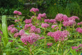Swamp Milkweed Seeds 200 Pcs - Asclepias incarnata - Butterfly Garden Seeds for Monarchs and Pollinators