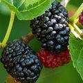 Dwarf Mulberry Tree Starter Plug 5 Pack - Morus sp. Everbearing Bare Root Fruit Plants for Home Garden