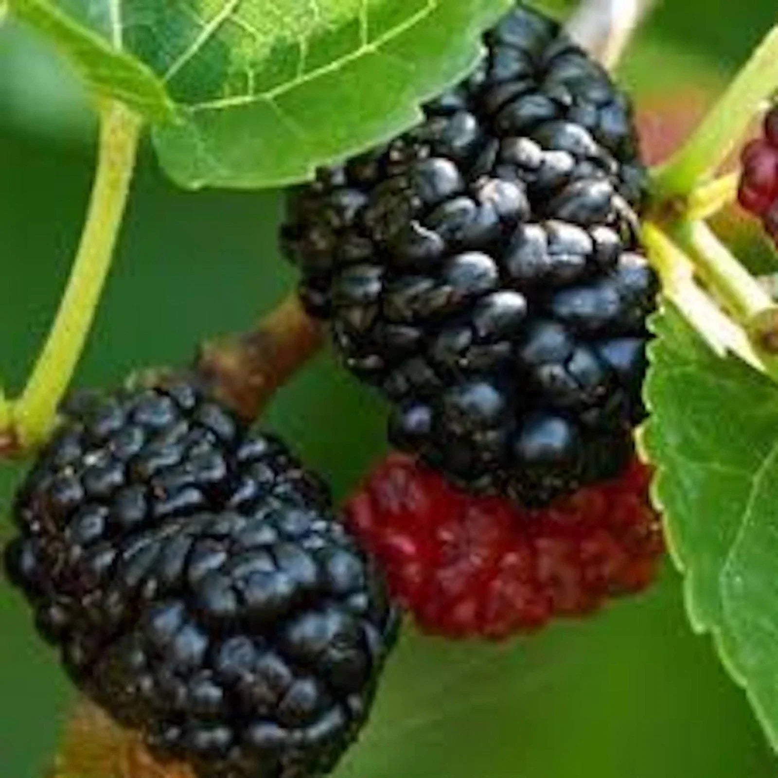 Dwarf Mulberry Tree Starter Plug 5 Pack - Morus sp. Everbearing Bare Root Fruit Plants for Home Garden