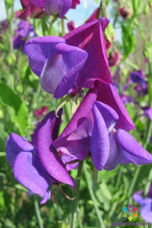 Countess Cadogan Sweet Pea Seeds - Heirloom Climbing Flower Seeds, Lathyrus odoratus, Lavender & Purple, 50 Seeds