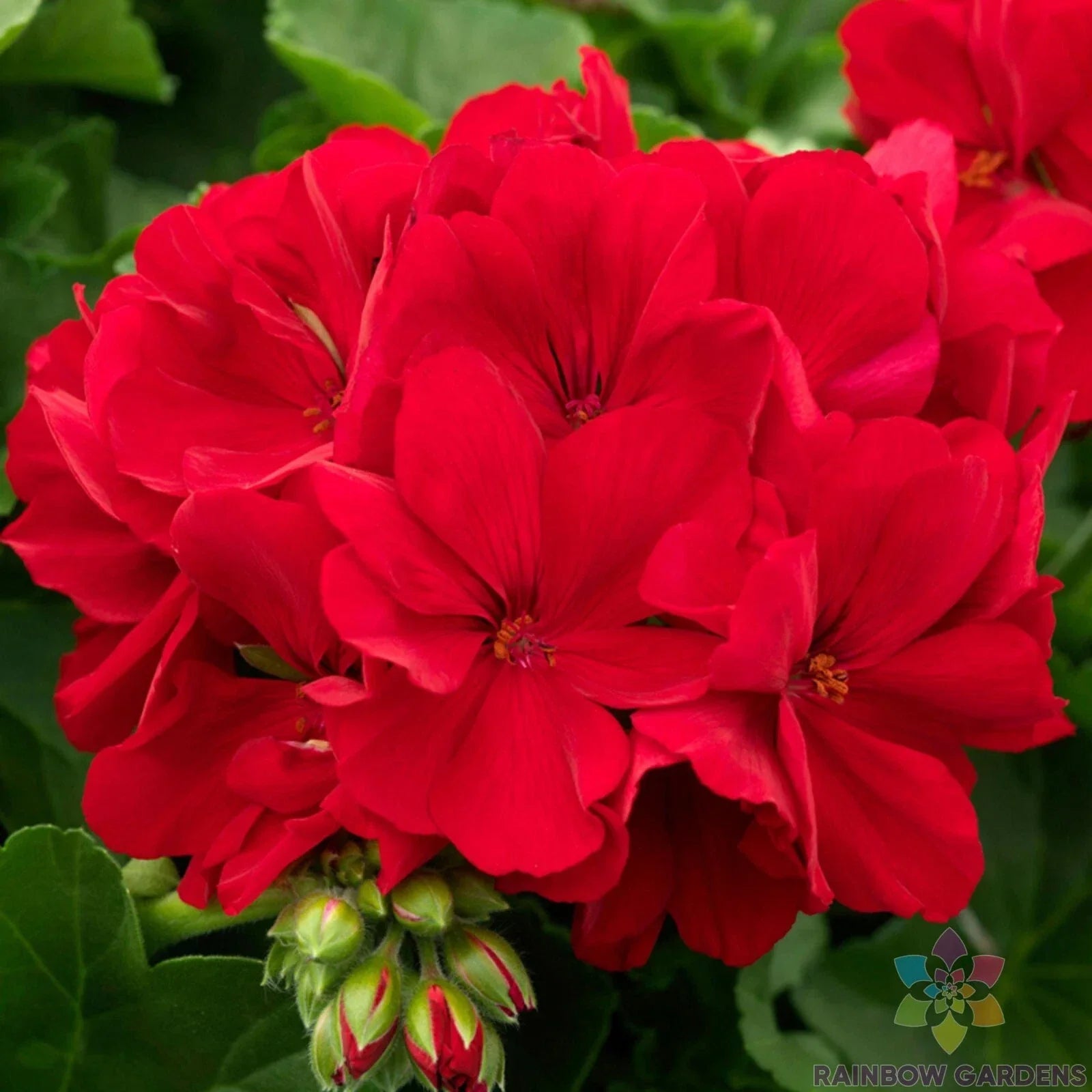 Calliope Dark Red Geranium Seeds – 25 Pelargonium x hortorum for Garden Planting, Borders & Containers
