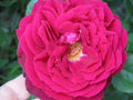 Big Fragrant Garden Red Rose Cuttings - Rosa spp. - Ready to Plant & Root - Bushy, Vibrant Blooms