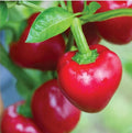 Cherry Pepper Seeds – Organic Heirloom Capsicum annuum, Freshly Harvested 07/2023, Non-GMO, for Home Garden & Container Planting