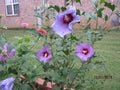 Rose of Sharon Cuttings 5 Pack - Purple/Blue Hibiscus syriacus Garden Plants