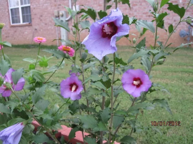 Rose of Sharon Cuttings 5 Pack - Purple/Blue Hibiscus syriacus Garden Plants
