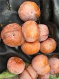 Grafted American Persimmon Plant - Bare Root 1 Year Old Diospyros virginiana for Home Garden and Orchard