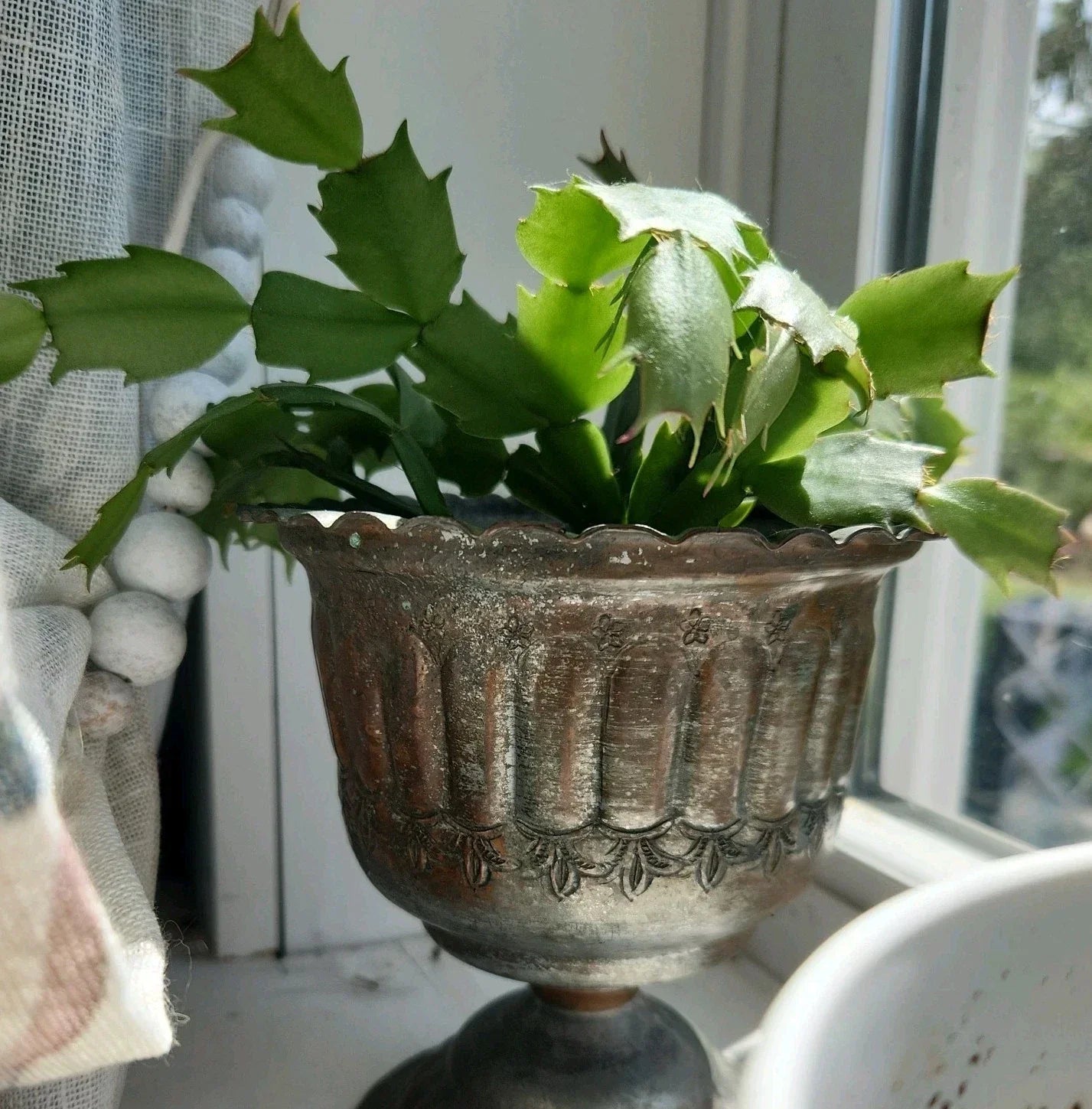 Thanksgiving Christmas Cactus Cutting - Rooted Schlumbergera Houseplant