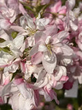 Pink Perfection Crabapple Seeds - Malus x 'Pink Perfection' Garden Planting, Ornamental Tree, Wildlife Attractant
