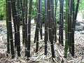 Black Bamboo Seeds 150 Pack - Rare Phyllostachys nigra for Garden Privacy and Landscaping