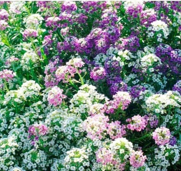 Alyssum Seeds - Trailing Groundcover Mix in Pink & Purple - Lobularia maritima - Non-GMO, Easy to Grow, Pollinator Attracting
