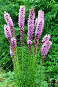 Liatrus Spikata Seeds - Blazing Star & Gayfeather, Purple & White Flowering, 101 Seeds, Perennial Garden Plant