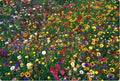 Wildflower Seed Mix - 2000 Seeds, Native Blooming Wildflower Blend, Attracts Pollinators, Non-GMO, Garden & Meadow Planting
