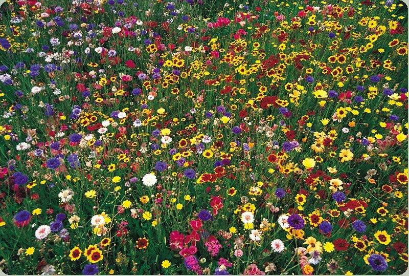 Wildflower Seed Mix - 2000 Seeds, Native Blooming Wildflower Blend, Attracts Pollinators, Non-GMO, Garden & Meadow Planting