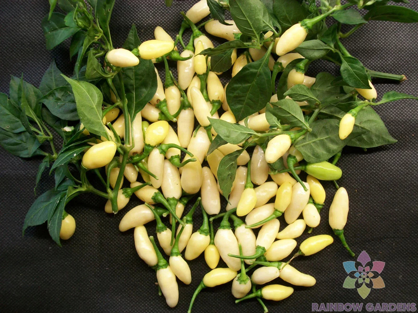 White Bullet Habanero Hot Pepper Seeds – 25+ Pack, Capsicum chinense, Spicy White Habanero Seeds for Garden, Indoor & Outdoor Growing