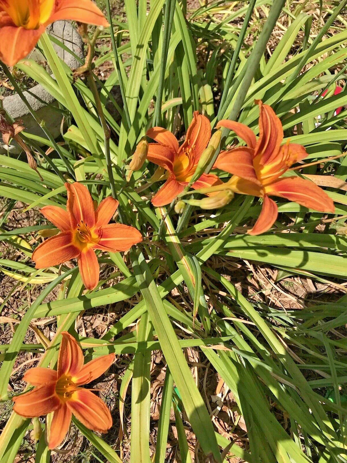 Daylily Rhizomes Bulbs - 8 Orange Flower Perennials - Hemerocallis spp. Garden Plants for Borders & Pollinator Attraction
