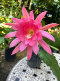 Live Orchid Cactus Plant in 4" Pot – Pink Blooms – Rare Epiphyllum Indoor Outdoor