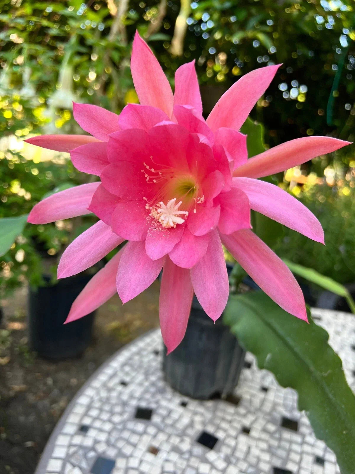 Live Orchid Cactus Plant in 4" Pot – Pink Blooms – Rare Epiphyllum Indoor Outdoor