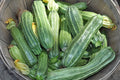 Costata Romanesco Zucchini Seeds - Organic Heirloom, 25+ Pack, Cucurbita pepo, Bush Variety, Full Sun, Non-GMO, Free Shipping USA