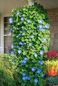 Morning Glory Seeds 400+ Heavenly Blue Climbing Flower Seeds Ipomoea tricolor for Vertical Gardens