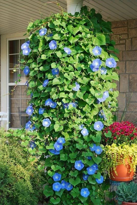 Morning Glory Seeds 400+ Heavenly Blue Climbing Flower Seeds Ipomoea tricolor for Vertical Gardens