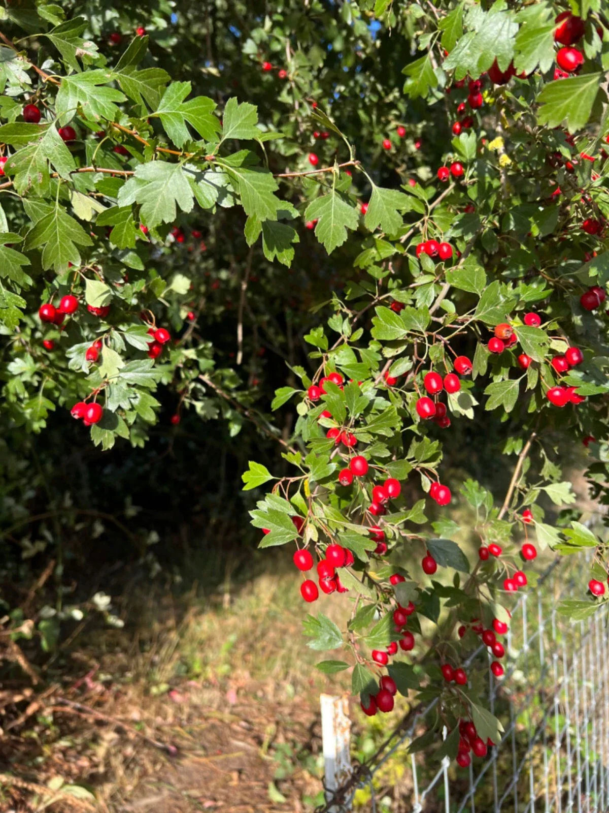 Wild Hawthorn Tree Seedlings - Crataegus monogyna Rootstock for Grafting - 野山楂, 山楂砧木