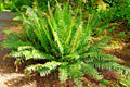 Western Sword Fern Spores – Large 3' x 3' Polystichum munitum Hardy to -4°F for Shade Gardens