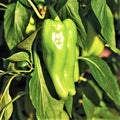 Cubanelle Pepper Seeds - 100+ Count, Mild 1,000 Scoville, Capsicum annuum, Garden, Container, Culinary, Non-GMO