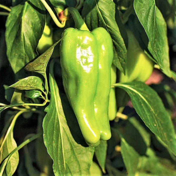 Cubanelle Pepper Seeds - 100+ Count, Mild 1,000 Scoville, Capsicum annuum, Garden, Container, Culinary, Non-GMO