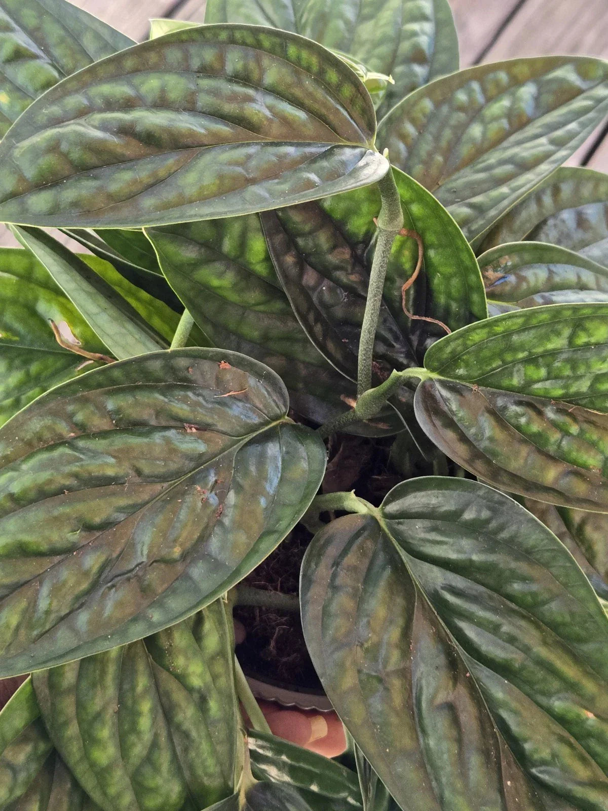 Monstera Peru Plant Cuttings - Monstera karstenianum Tropical Vine for Indoor Gardening
