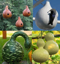 Birdhouse Gourd Seeds Mix – Speckled Swan, Martinhouse & Birdhouse Varieties, 50 Seeds for DIY Birdhouses & Garden Decor