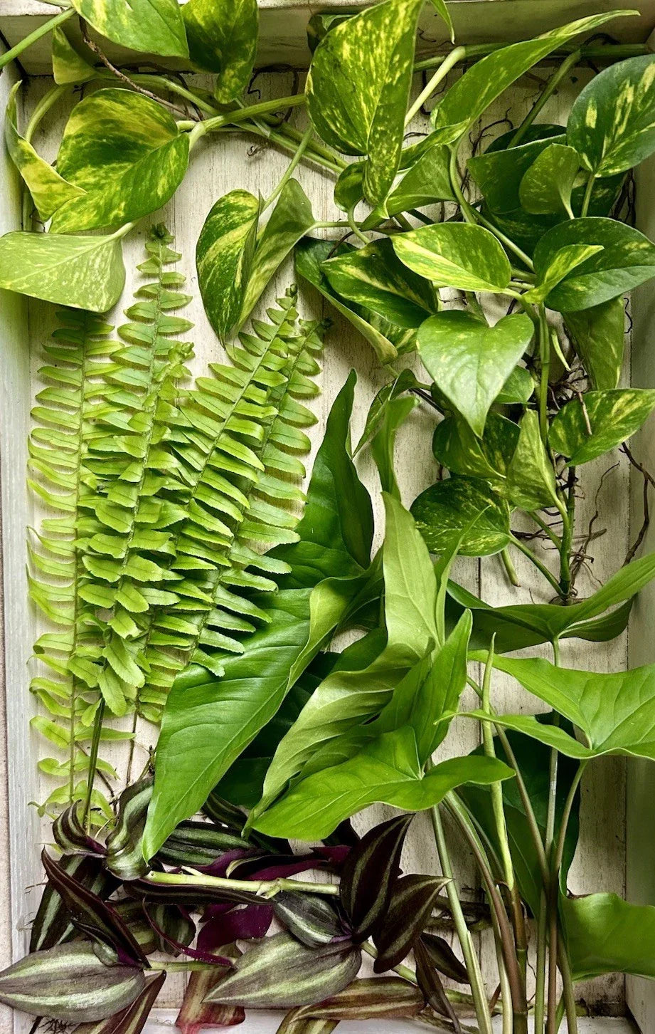 Rooted Plant Cuttings Pack of 20 - Assorted Varieties for Easy Propagation - Indoor & Outdoor Gardening