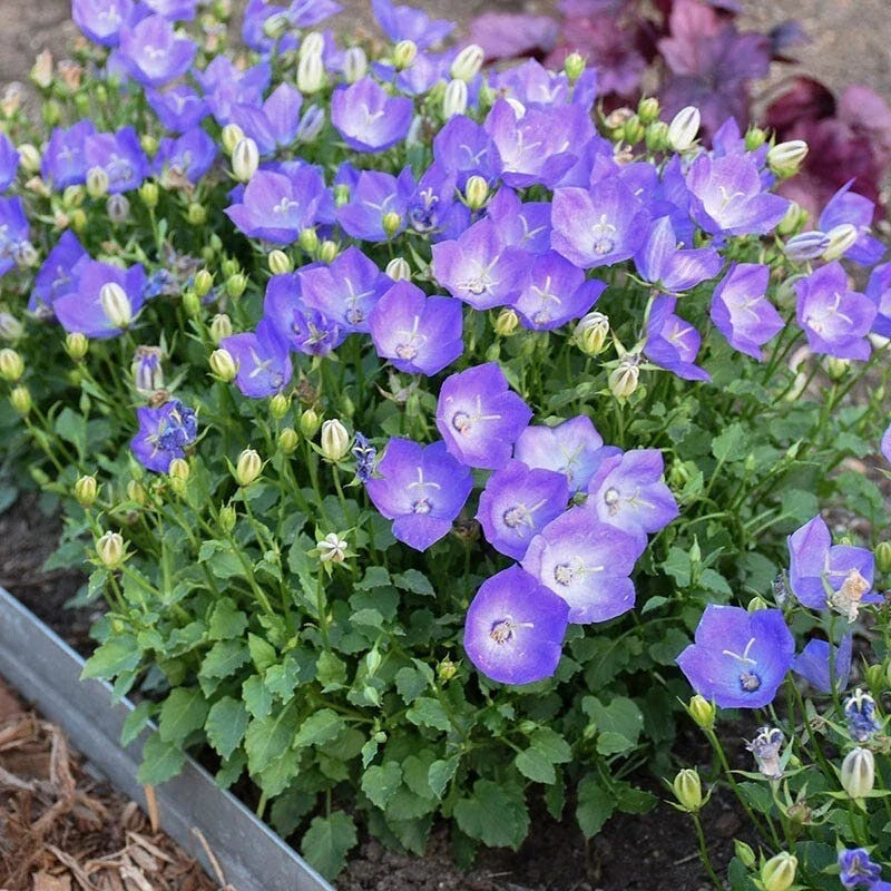 Campanula Bellflower Blue 2" Pot - Perennial Plant for Borders, Ground Cover, Drought Tolerant, Campanula carpatica