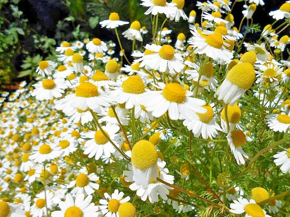 Organic Chamomile Flower Seeds - 2000+ Common German Matricaria chamomilla Herb Tea Garden Seeds