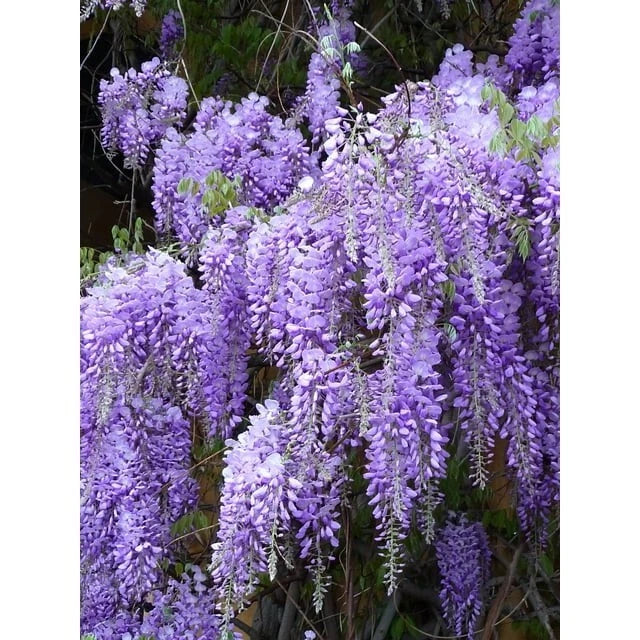 Fresh Lavender Cuttings Bundle of 10 Organic Lavandula angustifolia Perennial Shrubs for Propagation and Gardening