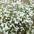 Baby's Breath Seeds - Perennial Gypsophila Paniculata for Gardens & Bouquets - 100 Seeds